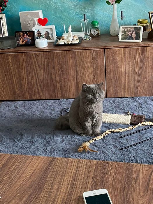 Donez motan Blue Russian