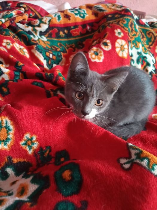 Котенок мальчик добрым людям