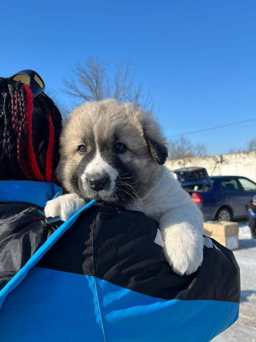 Продам щенка кавказской овчарки!