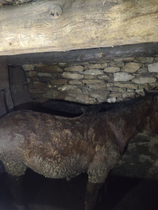 Тайлар сатылады Баянауыл ауданында