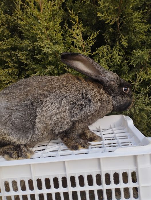 Продам кроликов.