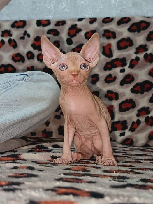 Продам сфинксов 2месяца