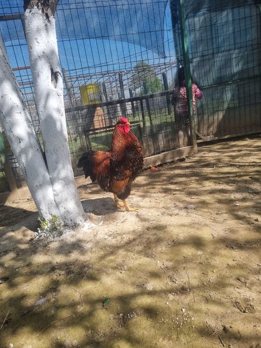 Cocoși Wyandotte 2025