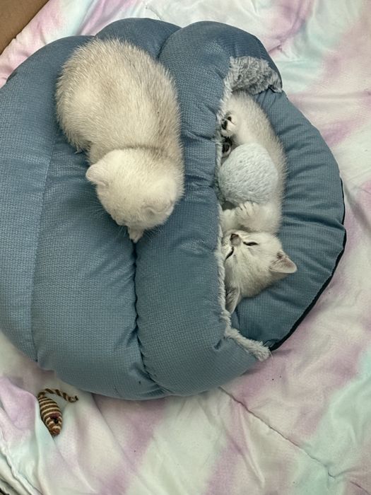 Британски сребърни котенца