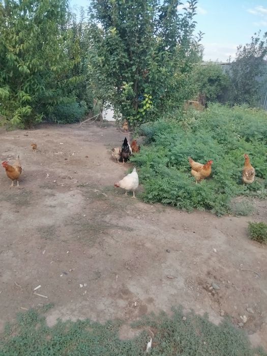 Продам құр несушек