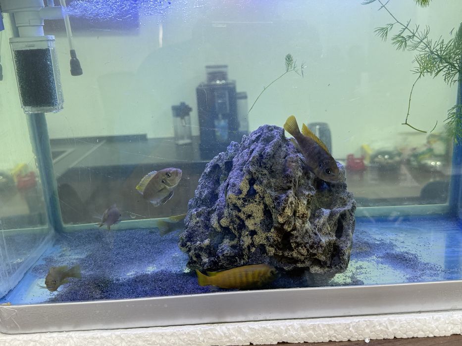 Малавийские цихлиды