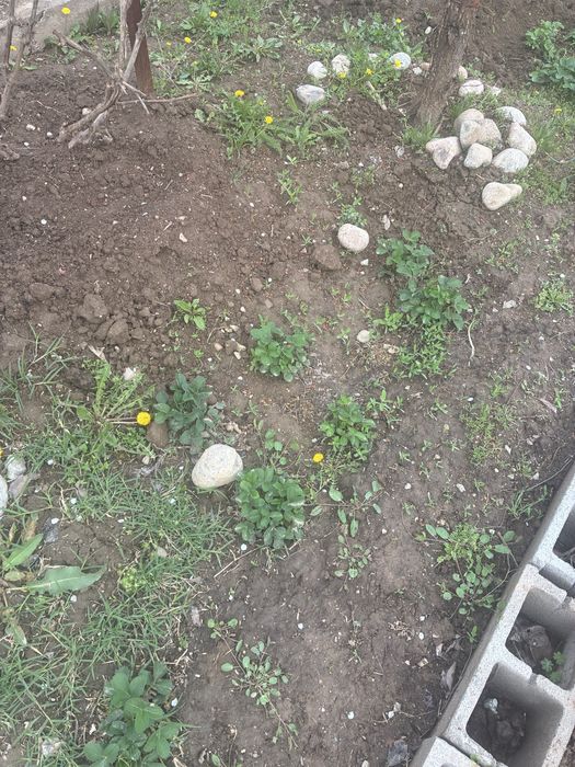 Продам саженцы клубники