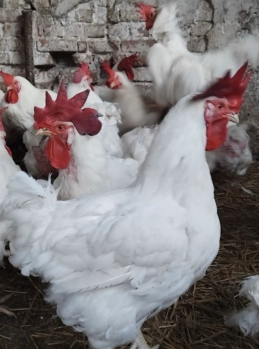 Cocoși albi de vanzare