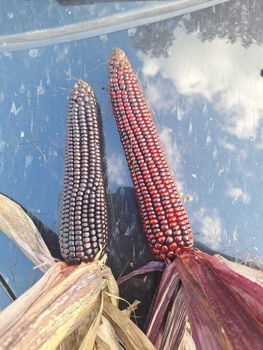 Porumb boabe rosu si negru