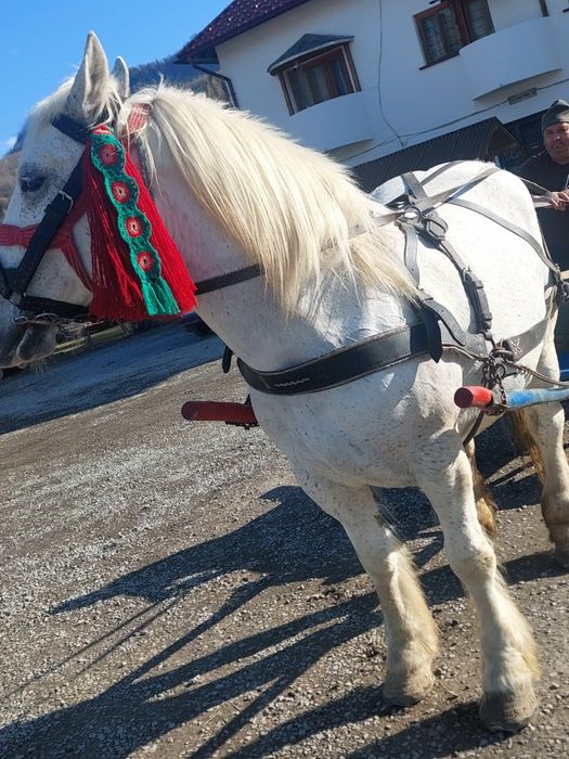 De vânzare iapa de 8 ani