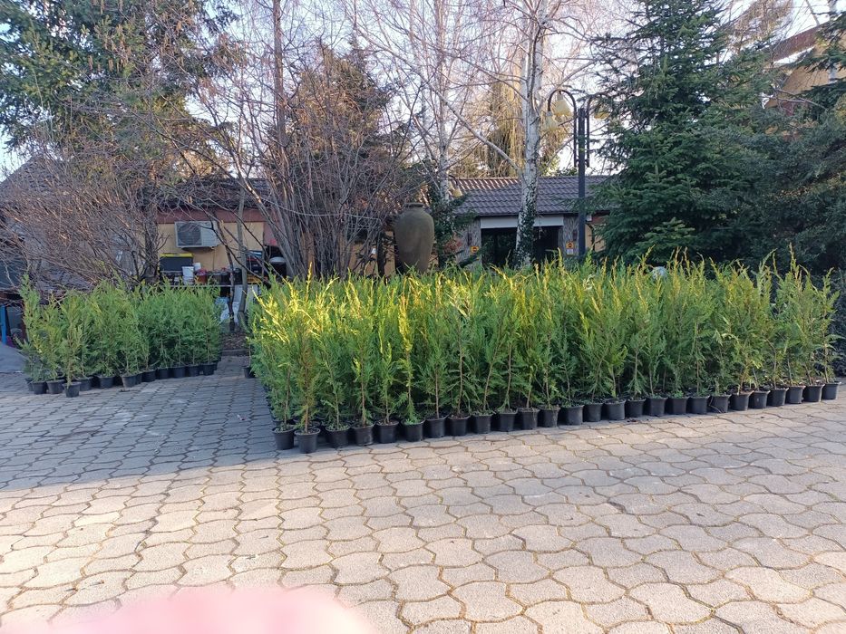 Chiparos gard viu tuia  leylandi  ALTOIT crescuti  în Romania