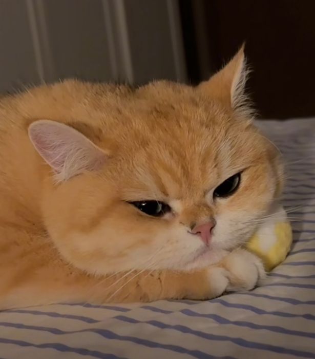 Вязка котик ny12