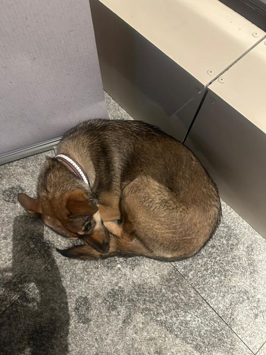 Найдена собака домашняя