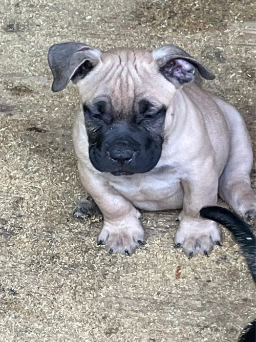 Американский булли