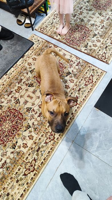 Продам щенка стафорда, 6 месяцев