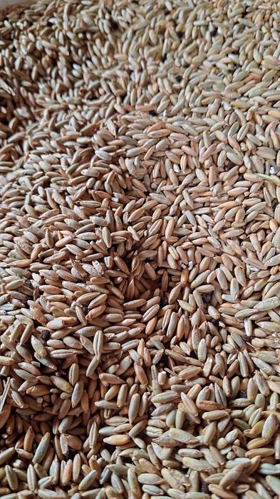 Vând Secară producție 2025!