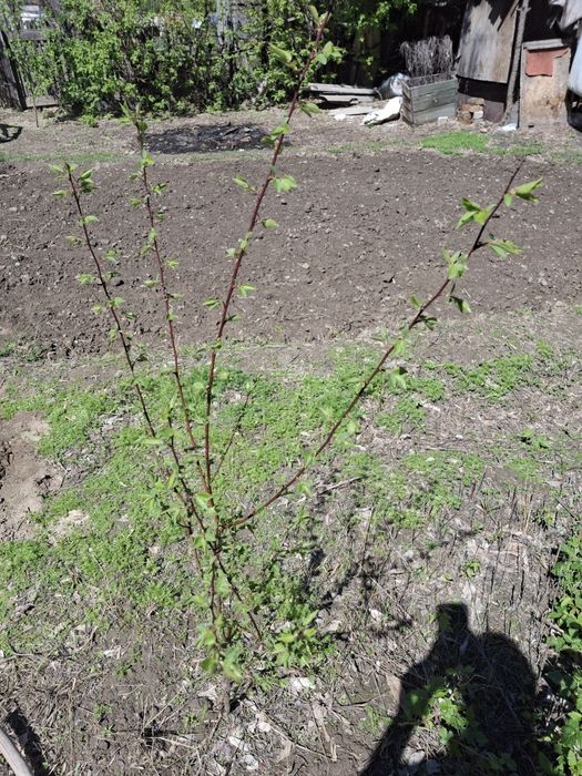 Продам Саженцы урюка