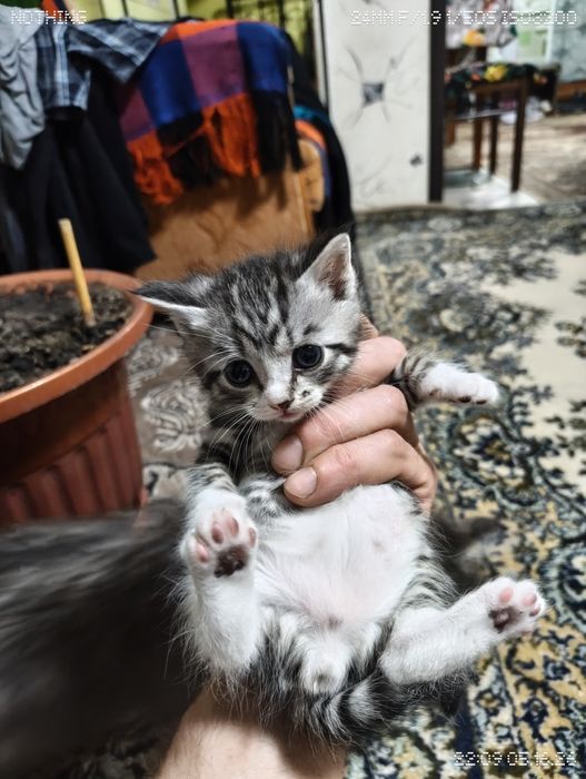 Котята очаровашки