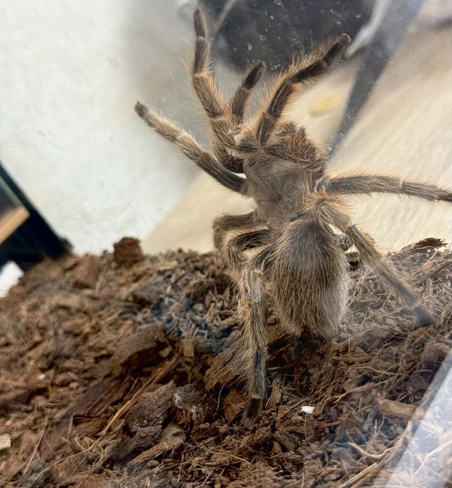 Паук птицеед Grammostola