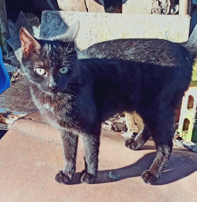 Малко гальовно черно женско коте търси дом