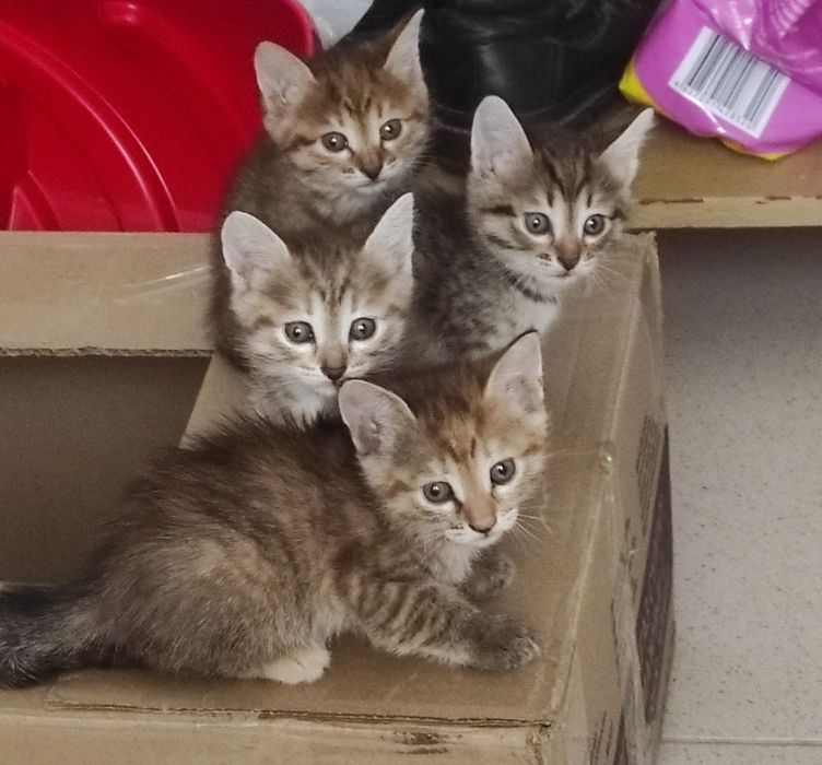 Котята в хорошие руки