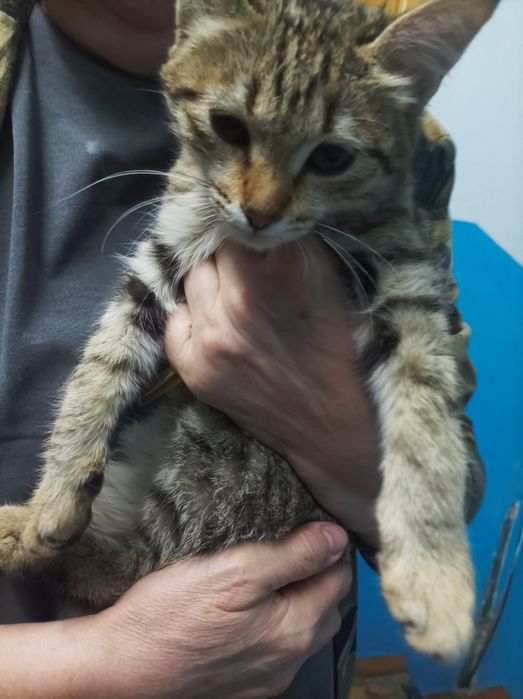 Котенок в добрые руки! Срочно!
