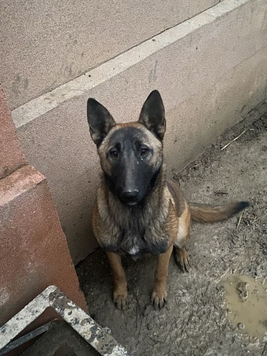 Щенок Немецкой Овчарки