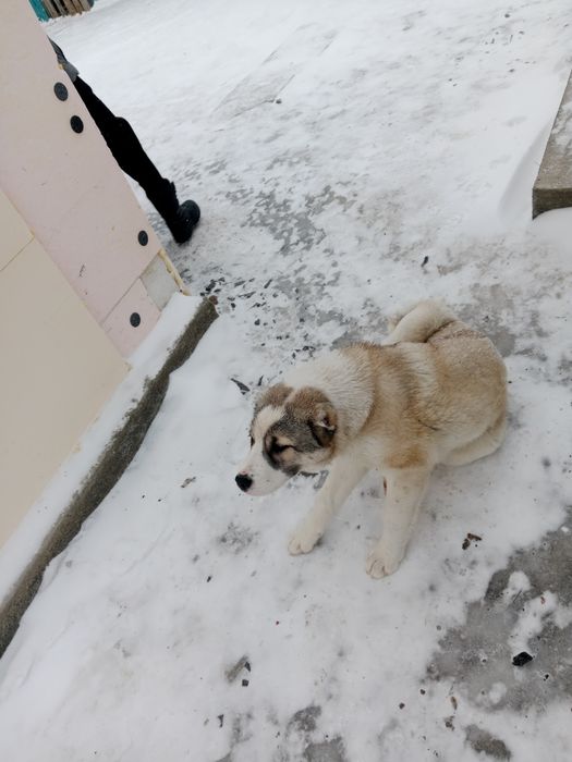 Ургашы Алабай сатылады