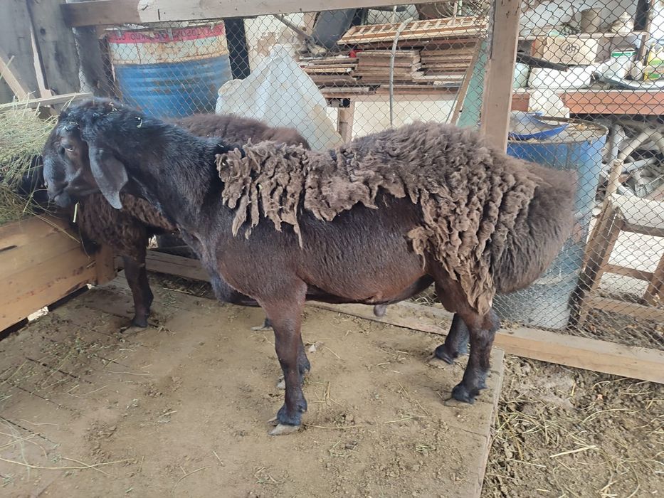 Кошкар сатыдады 250000 Байсерке де. Тур