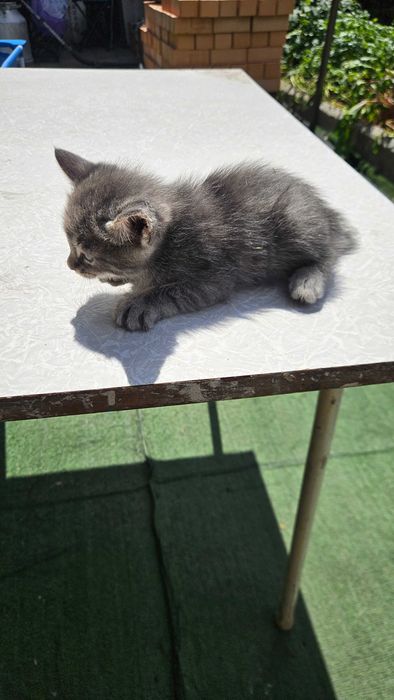 Отдам котят курильский бобтейл