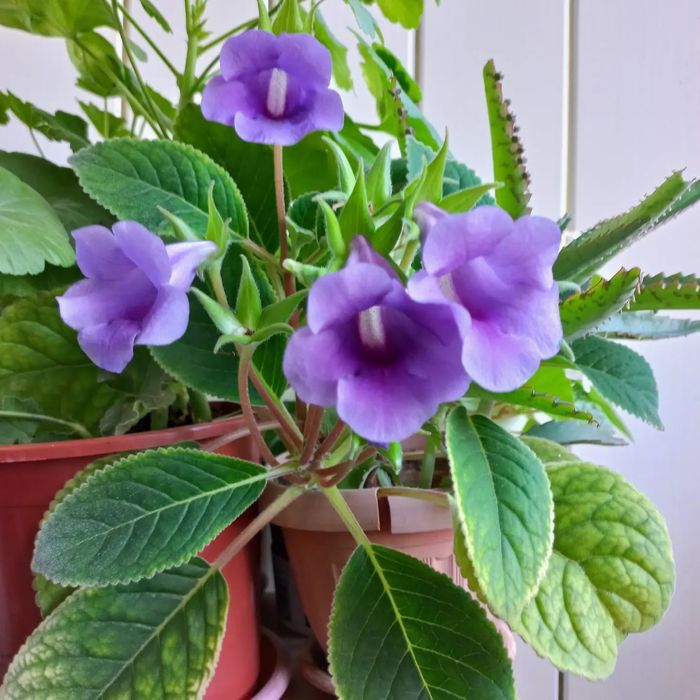 Продам комнатные цветы.