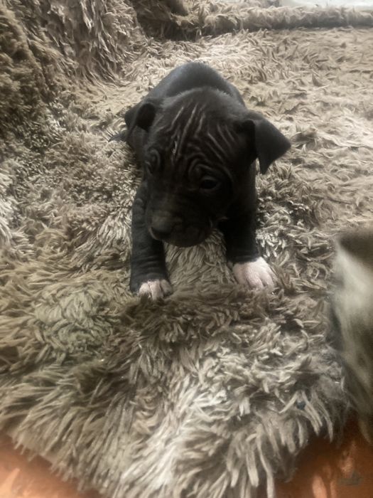 Щенков не осталос