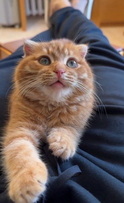 Aqilli mushug zotdor erkak