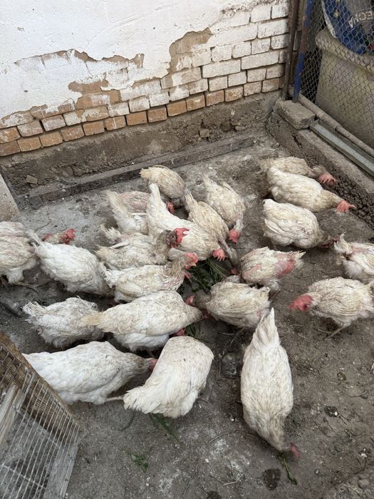 Продам   курицу.