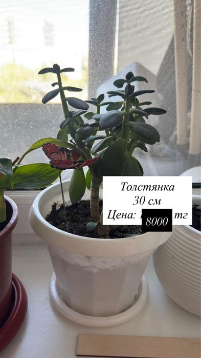 Продам домашние цветы
