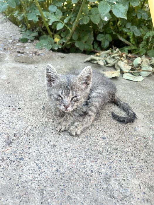 Срочно! Нужен дом для котенка!