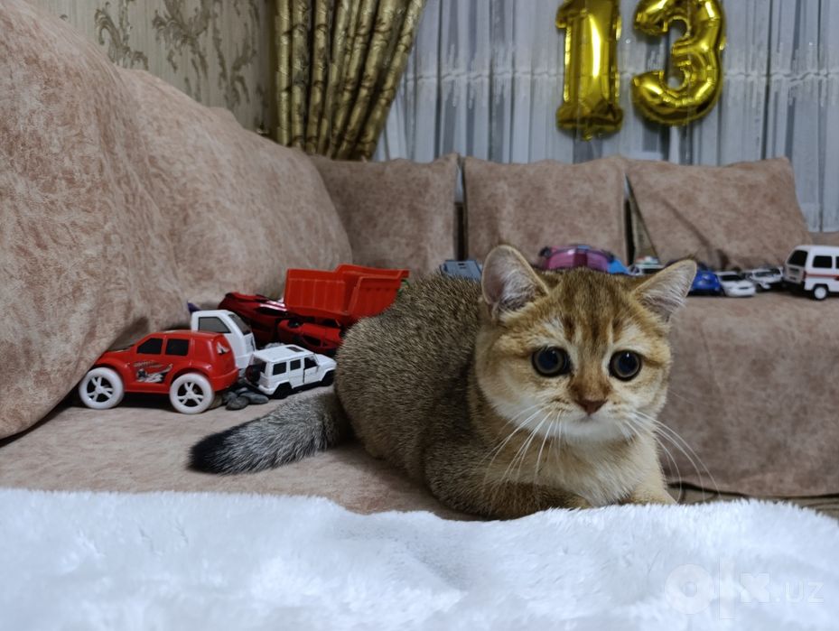 Золотая шиншилла