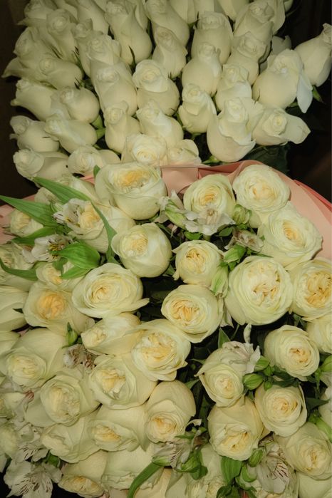 белые розы по 15к