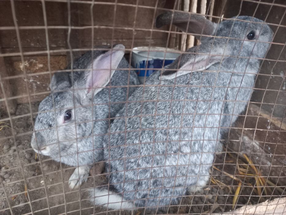 Uy quyonlari bejirim velikan