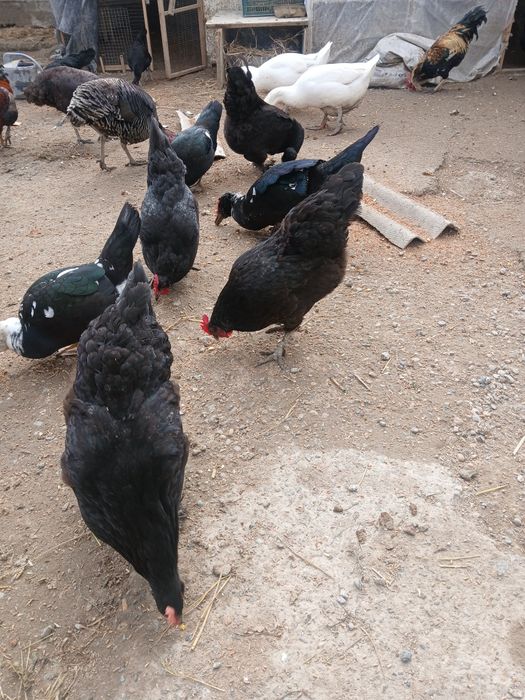 Qora tovug'lar sotiladi tuxum tug'adi narxi 150 ming donasi