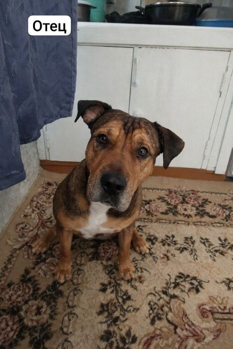 Продаются щенки Американского стаффордширского терьера