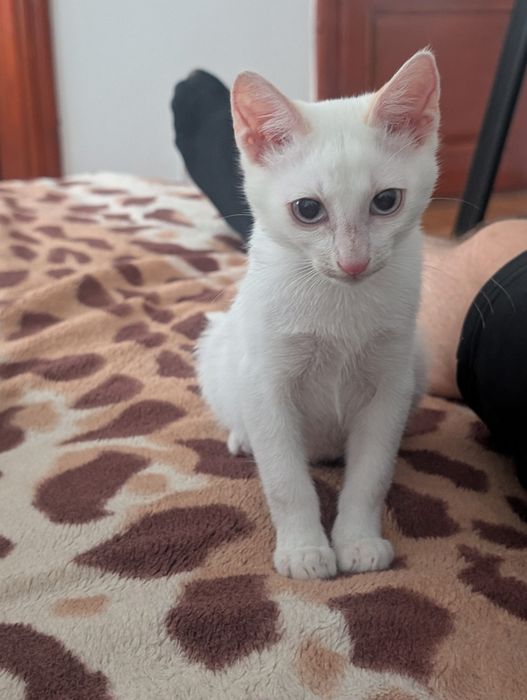 Pisoi pentru adopție