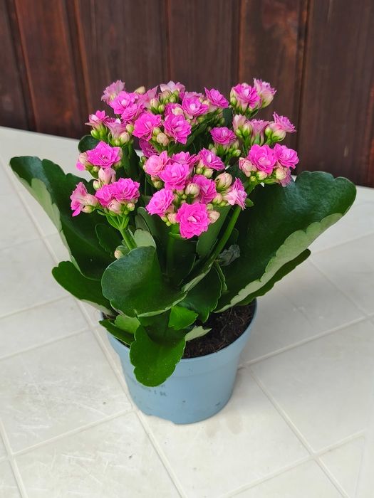 Различни видове цветя