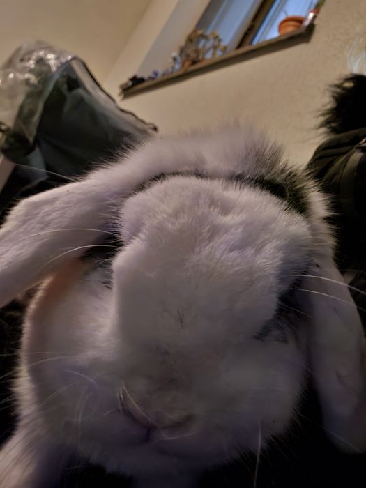 Vand iepure rasa berbec