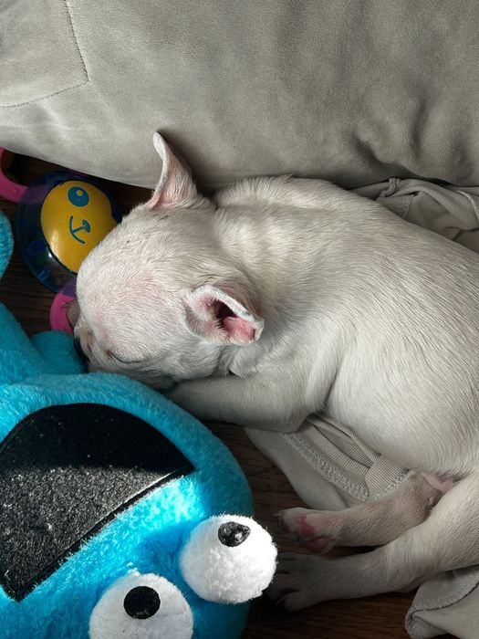 Французский бульдог