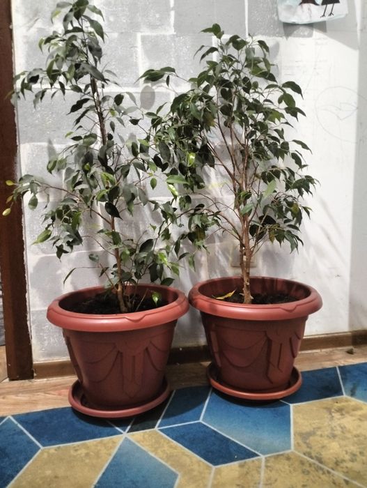 Фикус, шефлера продается