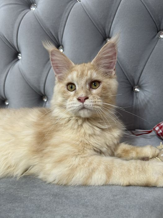 Femela maine coon felisa autorizata