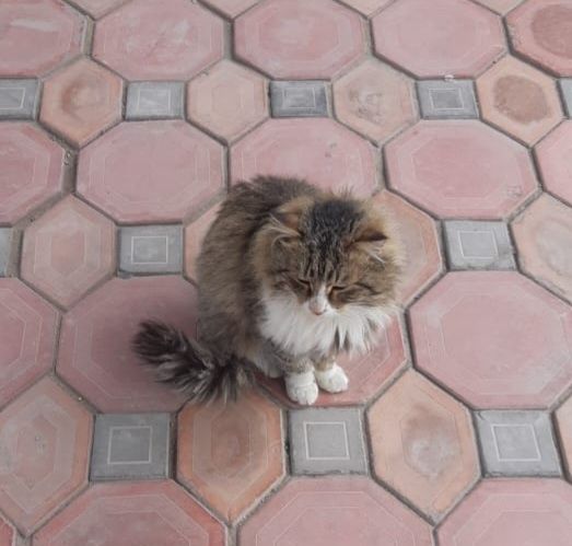 Отдаём в добрые руки молодого котика