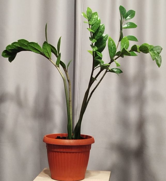 Продам комнатные цветы