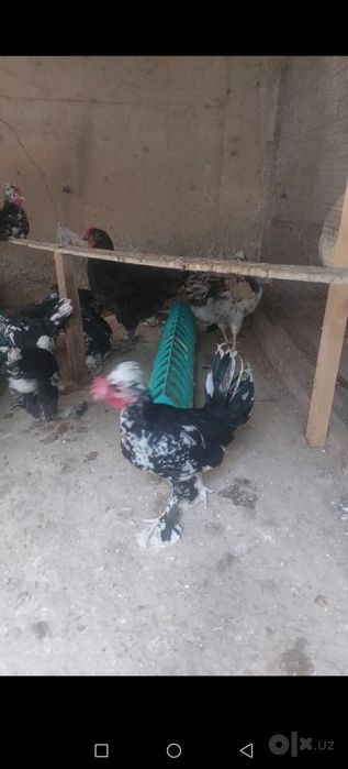 Япон тройка жожалар 4 ойлик дамашний